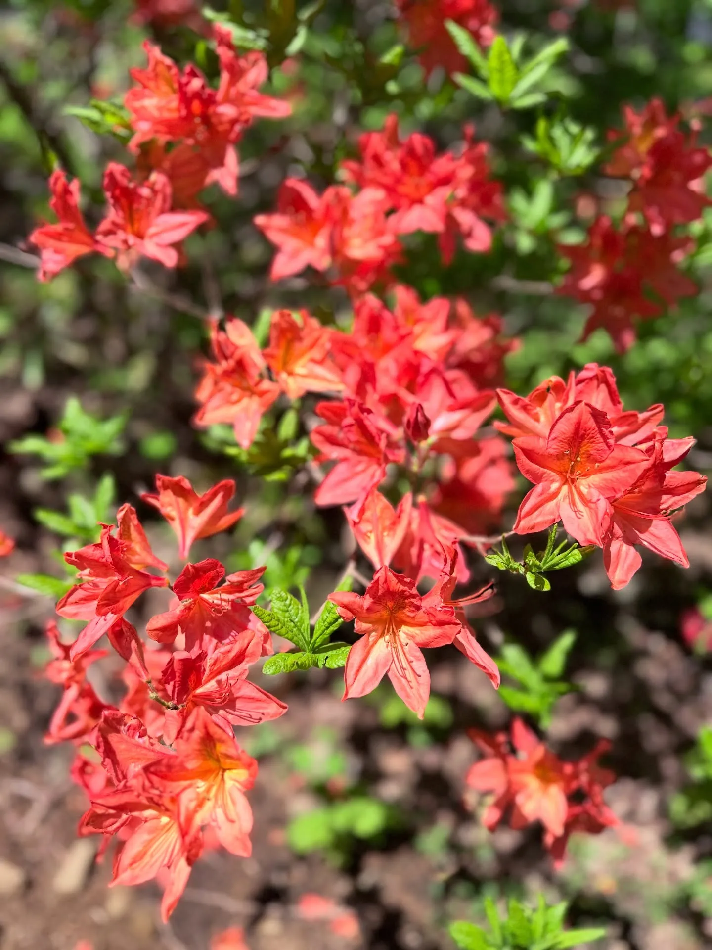 峰の原高原、ツツジが見頃です