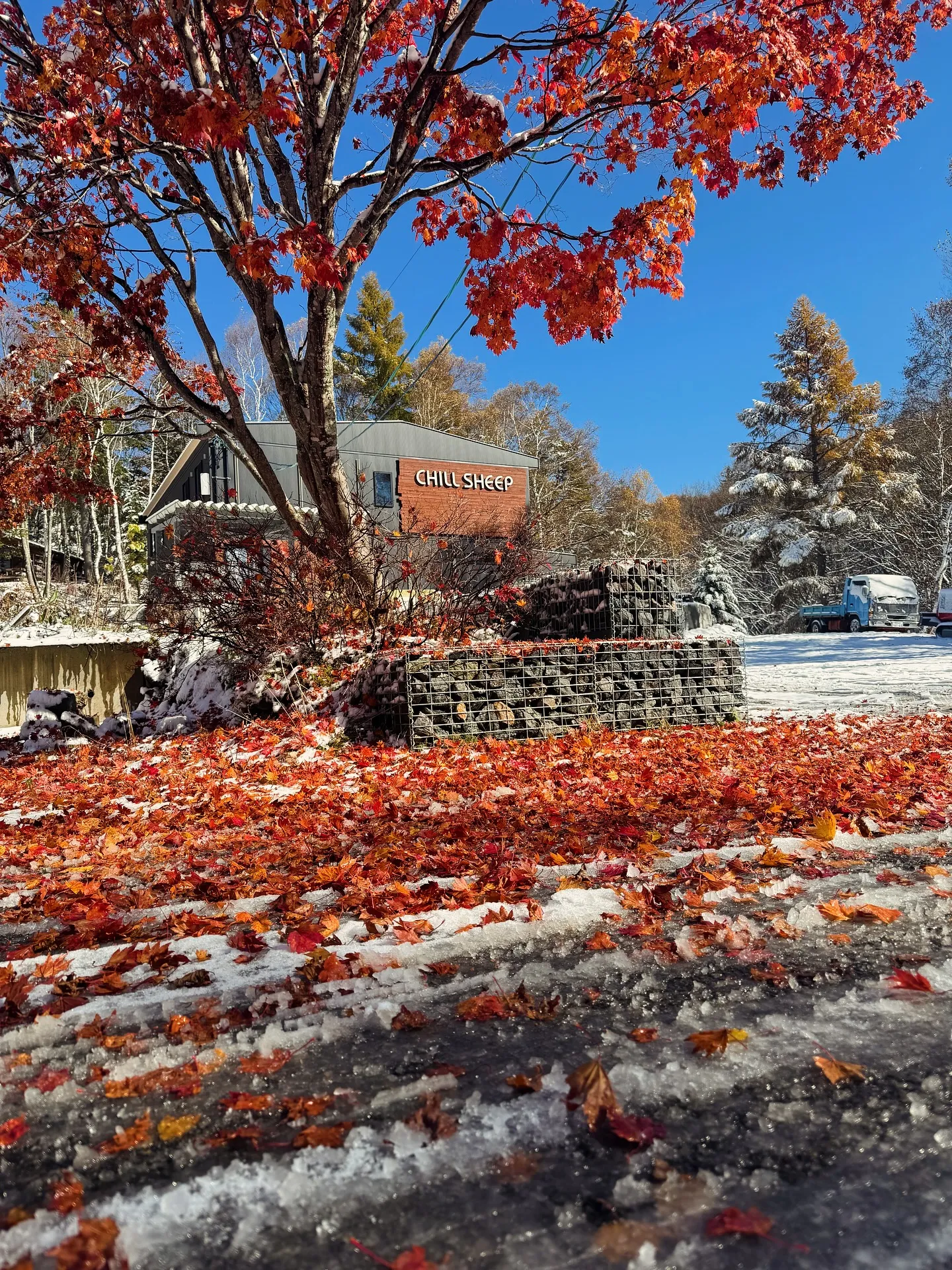 紅葉がまだ残る中、ChillSheepにも雪が積もりました。